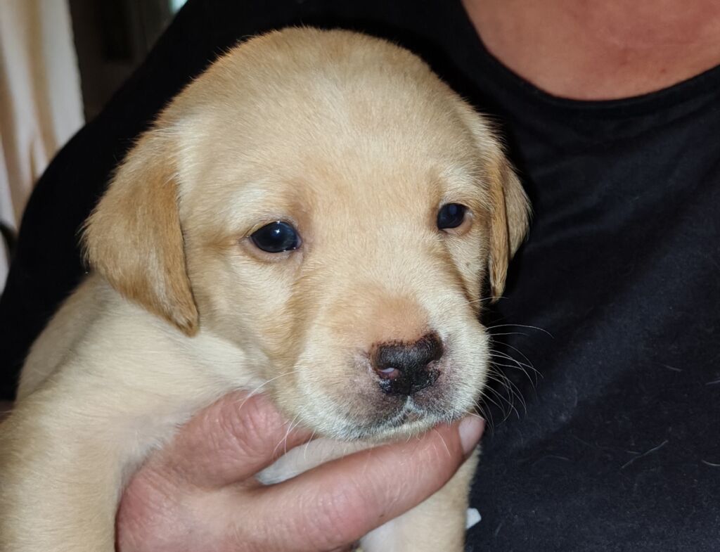 Labradori